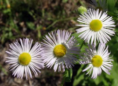 4 schöne Blüten