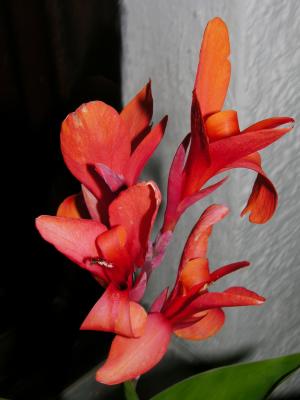 Blumenrohr - Canna indica