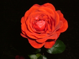 Die Leuchtende Rose
