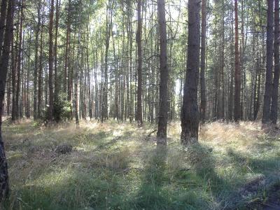 Ostpreussen Wald mit Unterholz