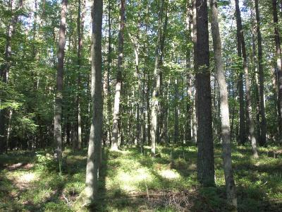 Ostpreussen Wald mit Blaubeersträuchern