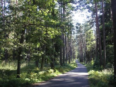 Ostpreussen Straße durch den Wald