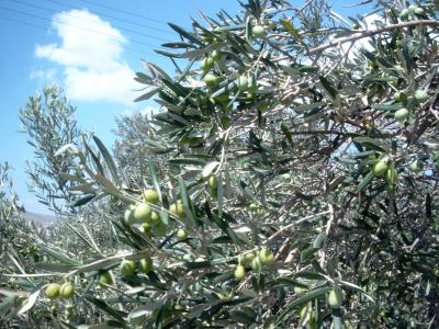 Oliven - bald sind sie reif