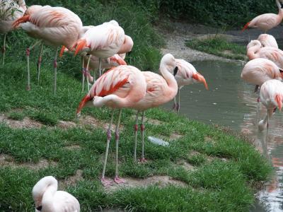 flamingo_001