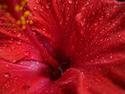 Hibiscus im Regen