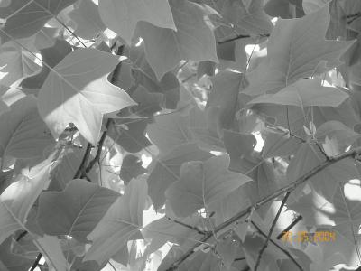 Ahornblätter schwarzweiß