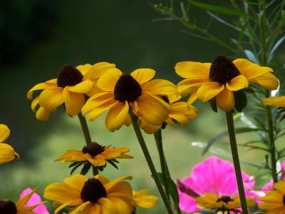 Blumen gelb-schwarz