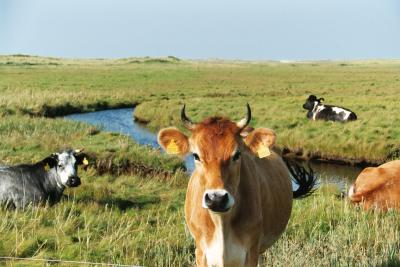 Kühe auf Skalingen (Dänemark)