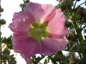 Stockrose im Gegenlicht 2