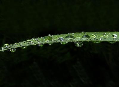 Regentropfen auf einem Gladiolenblatt