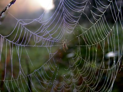 Spinnennetz im Morgentau