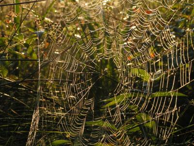 Spinnennetz im Morgentau 2