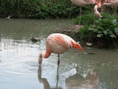 flamingo_003