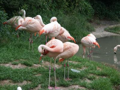 flamingo_004