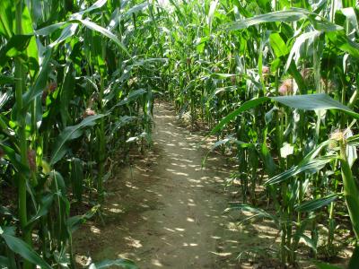 In einem Maislabyrinth