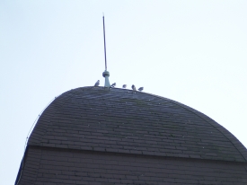 DieTauben auf dem Dach