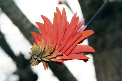 Blüte des Korallenbaums