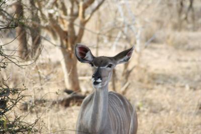 Kudu-Dame