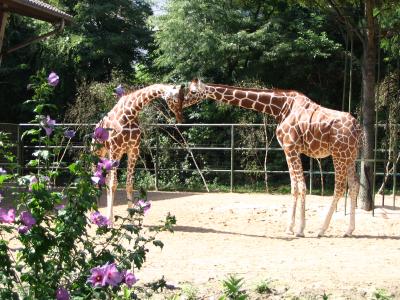 Zwei verliebte Giraffen