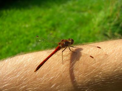 Libelle macht Pause auf meinem Arm