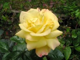 gelbe Rose