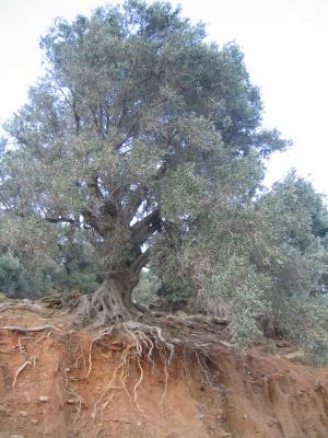 Olivenbaum - hart am Abgrund 1