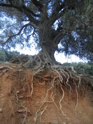 Olivenbaum - hart am Abgrund 2