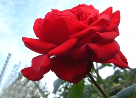 Red, red Rose