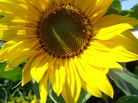 Sonnenblume