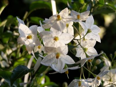 Jasminblüten