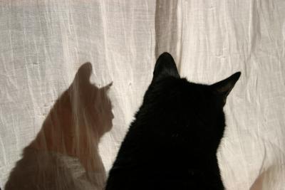 Katze mit Schatten