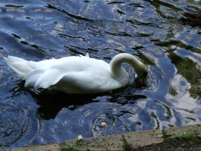 Mein lieber Schwan