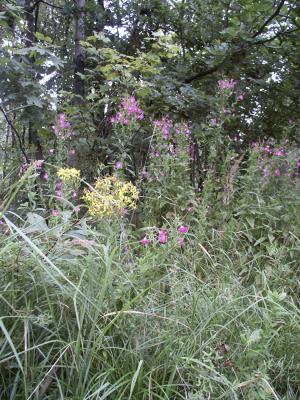 Blumen_am_Waldrand