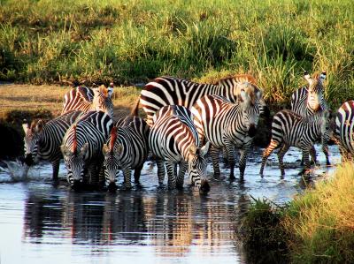 Zebras beim Wassertrinken