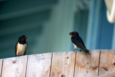 bau mir ein nest