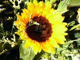 Sonnenblume