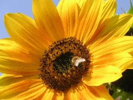 Sonnenblume II