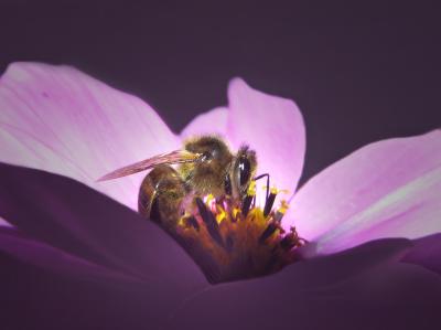 Biene in einer Cosmea