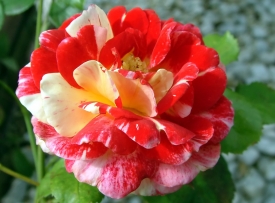 farbenprächtige Rose