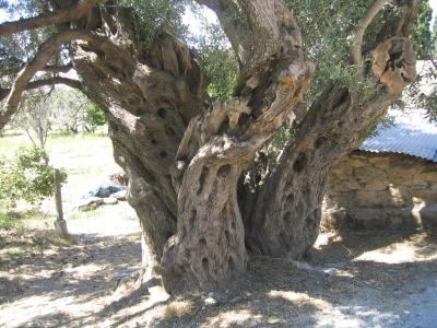 dreigeteilter Stamm eines alten Olivenbaums