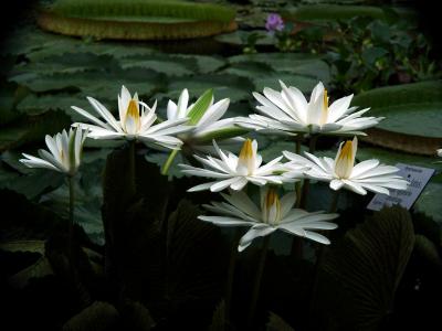 Ägyptischer weißer Lotus