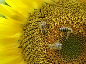 noch mehr fleißige Bienchen