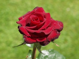 Rose nach Regenschauer