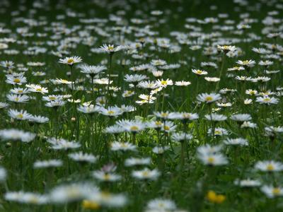 überall Gänseblümchen