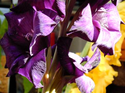 gladiole lila
