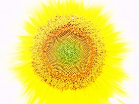 Strahlende Sonnenblume