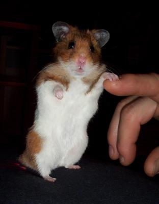 Hamster