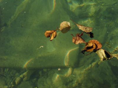 Blätter am Wasser