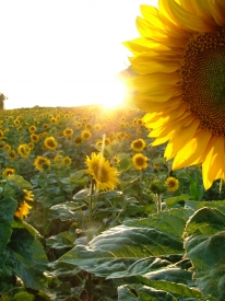 Sonnenblumen-Feld