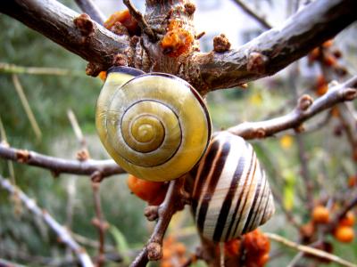 Schnecken